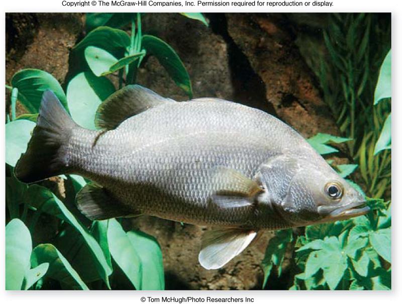 formation Lake dry down 14,000 years ago 55 56 57 Cichlids: small, perchlike fishes Males very colorful Foraging: Mud