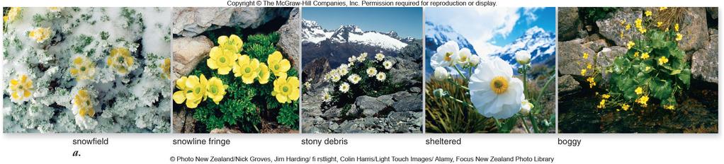 elevation Stony debris: slopes at 610 to 1830 m Sheltered: 305-1830m Boggy habitats: 760-1525 m elevation Abrupt