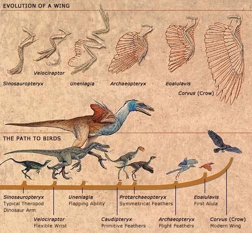 Fossils Fossils show how the structure of