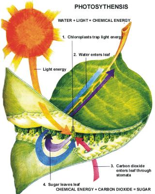 Photosynthesis Occurs in the Chloroplasts of plant cells plants use solar energy to make glucose