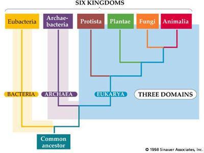 kingdoms) The further down the list, the more