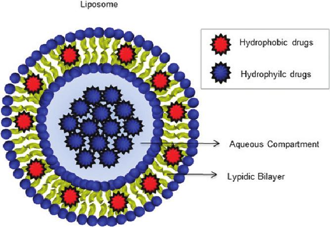 lipid bilayer. Liposomes often are formed by phosphatidylcholine.