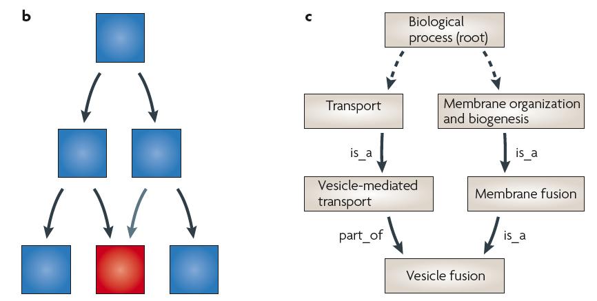 Gene ontology is represented as a directed acyclic graph