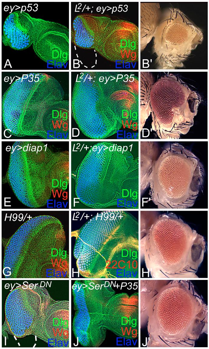 allele of L (Chern and Choi, 2002), and L2/+-mutant eye discs (data not shown). L2, a dominant-negative allele of L, shows loss of ventral eye in the L2/+ background in 100% of flies (Fig.