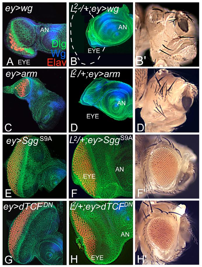 (A-B99) Overexpression of p53 (A) in the wild-type eye using ey-gal4 (ey>p53) results in a small eye and, in the L2/+-mutant eye (L2/+; ey>p53; B,B ), does not affect the loss-of-ventral-eye
