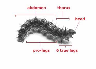 Background: Caterpillar Body Parts A Caterpillar or Larva Larva the second stage of metamorphosis, another term for caterpillar Head the head includes the brain, a mouth, 2 antenna and 12 eyes called