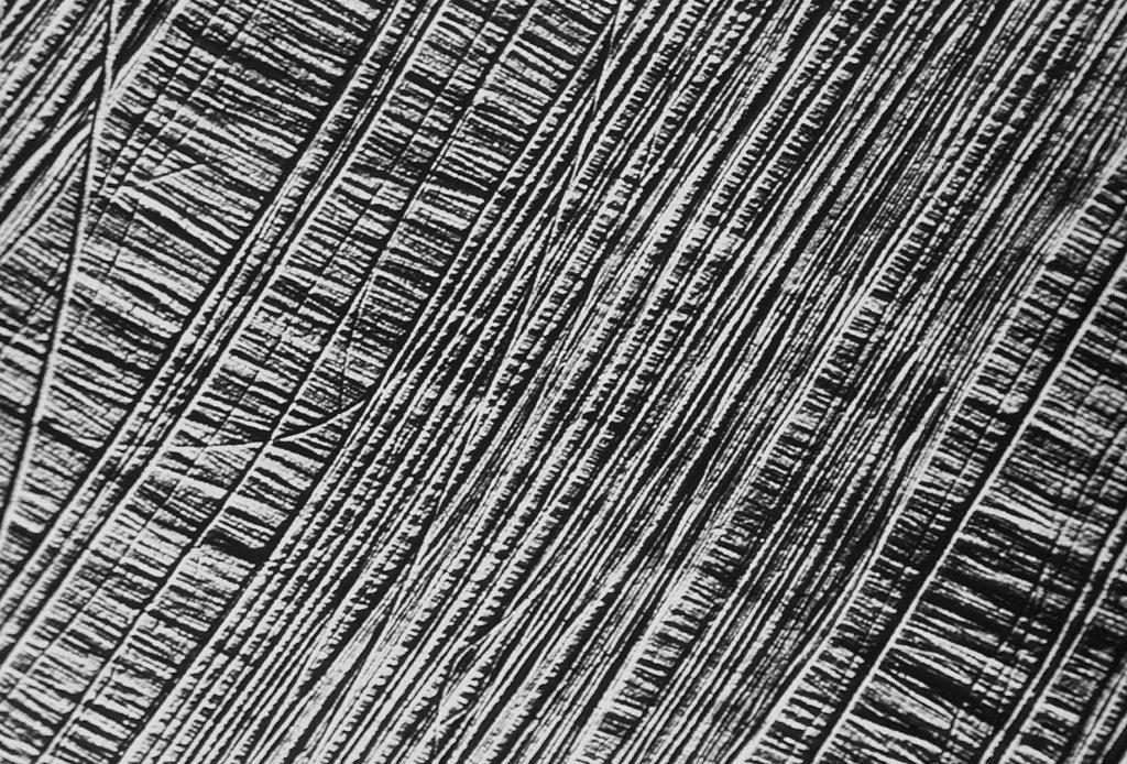 wall 2 boundaries ulose fibers in the plant cell wall (SEM)