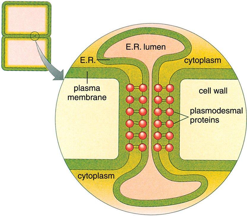Plasmodesmata 2 boundaries E.R.