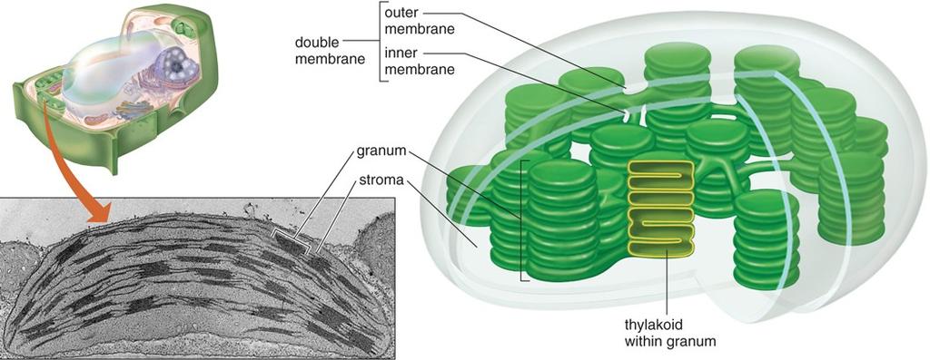 Scheme of plastid s from cells: mitochondria and chloroplasts