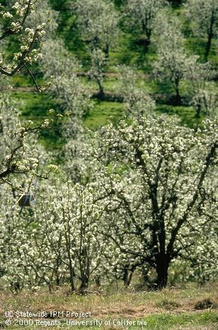 IPM Concern about the longterm viability of pear orchards in Lake County We aren t orchards