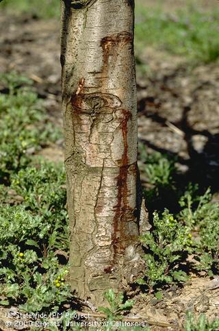 Landscape Summary Blight Mgmt fundamentals: Planning Global warming Pruning If damage to foundation plants is unacceptable Remove alternate hosts and/or replant with resistant