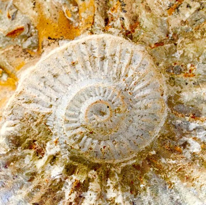 L I F E Is this all there is? F r. B i l l B y r n e Pictured is the fossilized form of one of the oldest life-forms on Earth, the Chambered Nautilus.