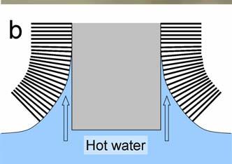 It is a well-studied phenomenon that a liquid thin film climbs up a vertical cold wall from hot liquid reservoir placed underneath driven by a force induced by the surface tension gradient due to the
