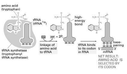 s,, forming charged trna s.