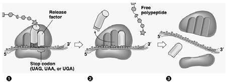 The termination of translation RNA World: Peptide Bond Formation A Ribozyme from a Protist