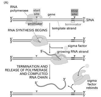 C. Transcription: DNA- Directed RNA Synthesis Three step process: Initiation, Elongation