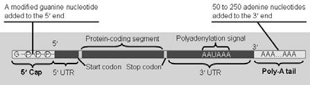 RNA processing; addition of the 5 cap and poly(a) tail D.
