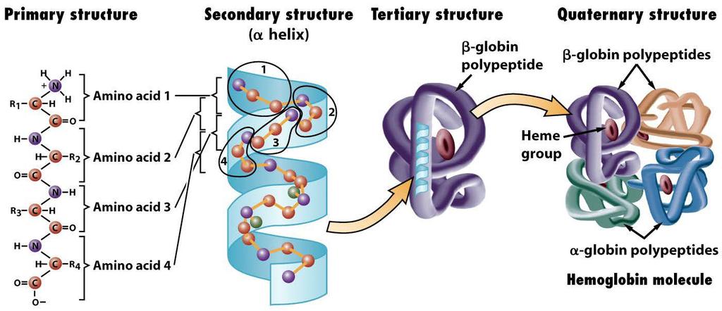 The primary structure of a polypeptide is its amino acid sequence, which is specified by the nucleotide sequence of a gene.