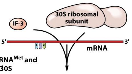 The formation of the 30S subunit/mrna complex depends in part on base-pairing between a