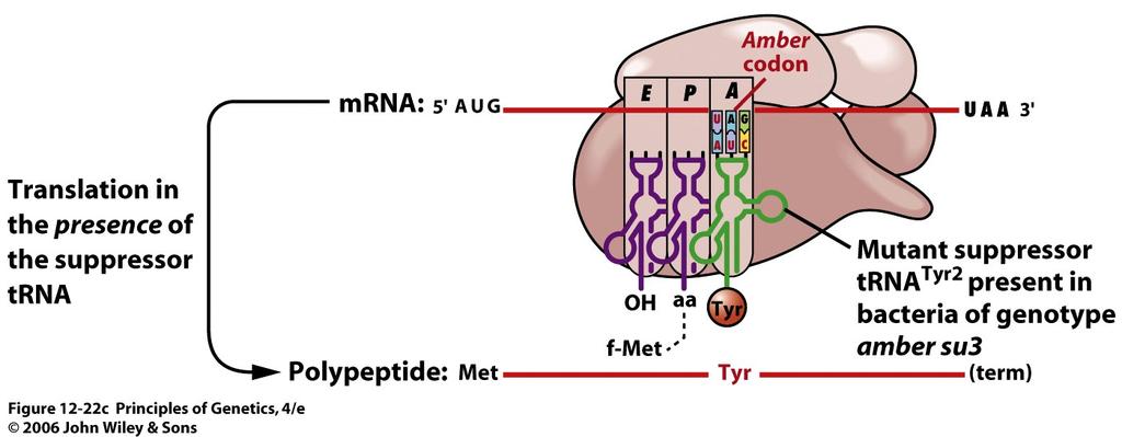 Suppression of nonsense mutations has been shown to result from mutations in trna genes that cause the mutant trnas to recognize