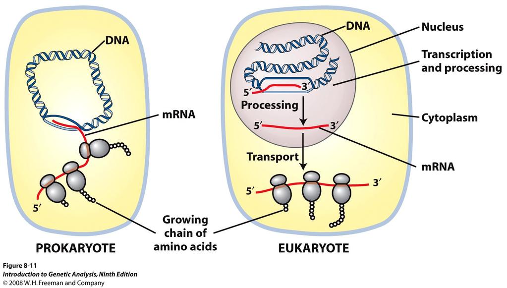 Prokaryotic and eukaryotic transcription and