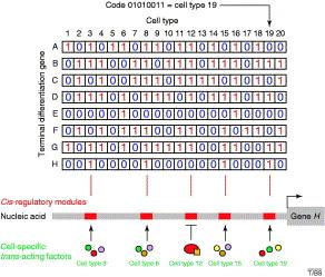 Gene batteries Terminal differentiation genes expressed by different cell types Hobert.