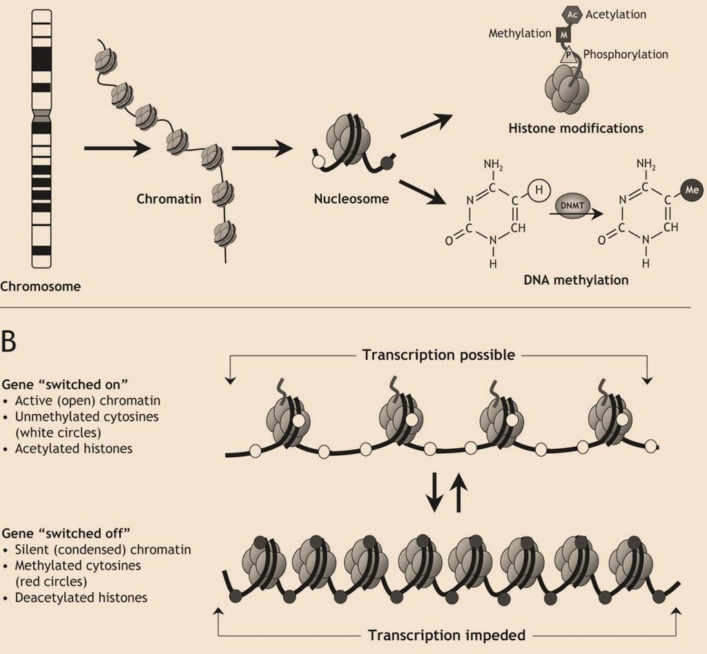 Channels outside the dogma: Epigenetic information transfer Changes in methylation of DNA alter gene expression levels.
