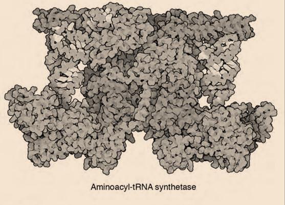The translation machinery is the main system of the living von Neumann s universal constructor Machinery parts = trna + synthetase + ribosome The translation machinery