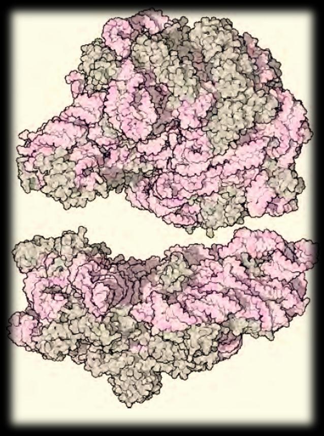 20 30 nm Ribosomes are complicated machines with many d.o.f. Ribosomes are made of proteins and RNAs: ~ 10 4 nucleic bases in RNA. ~ 10 4 amino-acids in proteins. Total mass : ~ 3 10 6 a.u. High-res structure is known (Yonath et al.