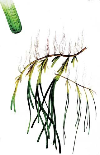 Rounded leaf tip Narrow leaf blade (2-4mm wide) Leaves 7-15 cm long 9-15 longitudinal veins Well