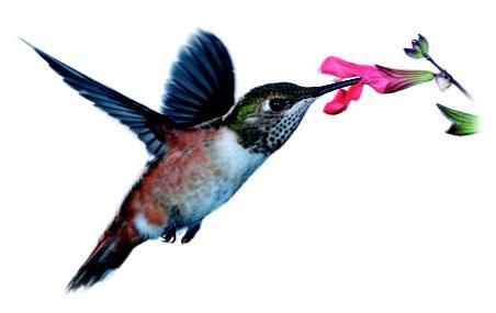 Hummingbirds feed on the nectar produced by flowers.