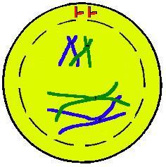 PROPHASE: THE CHROMOSOMES MADE OUT OF DNA CONTRACT AND COIL