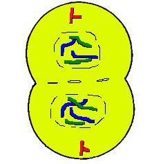 TELOPHASE THE CELL STARTS TO FORMS TWO