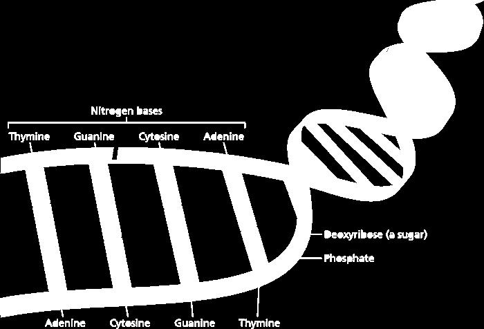 Structure of DNA The DNA molecule, supported