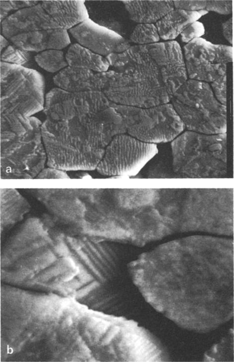 the ceramic grains). The PZT thin foils were studied by using a JEOL-TEMSCAN 200 Cx electron microscope operating at 200 kv. 2. Results and Discussion 2.1.