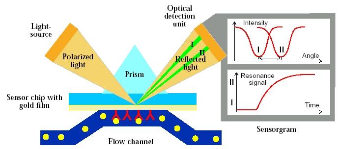 Surface Plasmon Sensors Advantages Evanescent field interacts with adsorbed molecules only Coupling angle strongly depends