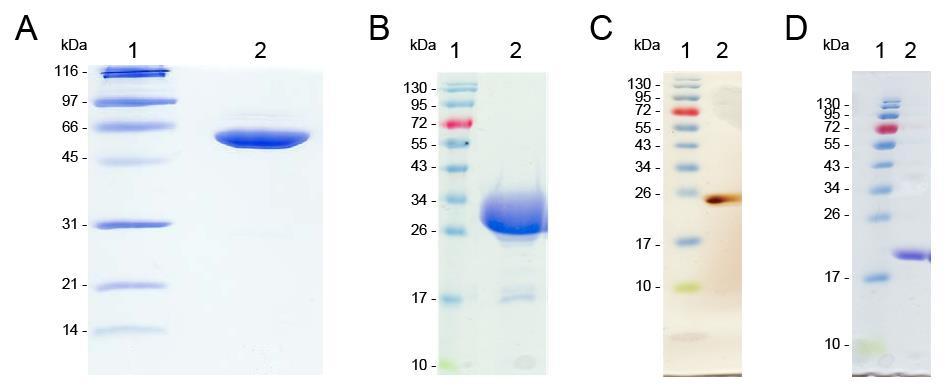 Figure S2 I. II. Figure S2. I. Separation of the purified recombinant SilB and SilB protein constructs by SDS-PAGE.