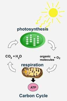5. Where in the photosynthesis process does an oxidation reaction occur? 6. How is photosynthesis connected to respiration? 7.