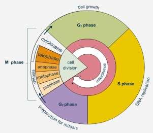 Module 5: The Cell Cycle Vocabulary Term Definition (You may use an Internet search to help define terms) Diagram Interphase G 1 Phase S Phase G 2 Phase Mitosis (M Phase) Stages of Mitosis Stage