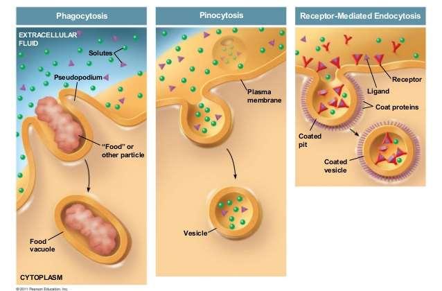 1: Phagocytosis Definition (Use an outside resource on the Internet)