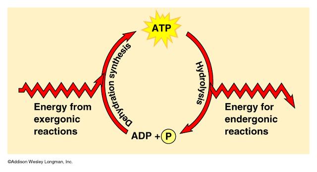 ATP Review ATP powers cellular work via ENERGY COUPLING = coupling exergonic reactions to endergonic reactions