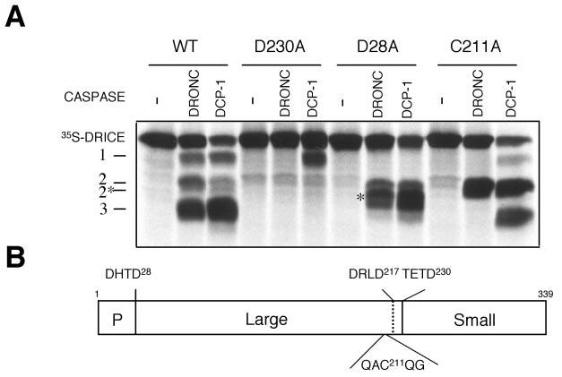 27088 DRONC, a Glutamate/Aspartate Protease FIG. 3.Processing of drice by DRONC and DCP-1.