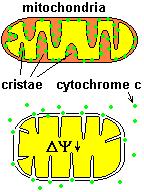Mitochondria play a central role in mediating the apoptotic signal Mitochondria-free cytoplasm would not induce apoptosis in vitro Cytochrome c-neutralizing antibodies block apoptosis Cytochrome c is