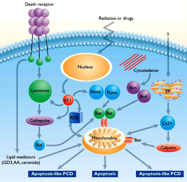 Signaling leading to activation of mitochondria-related related apoptosis Death receptors of the TNFR family, as well as various oxidants, detergents and chemotherapeutic drugs, induce the release of