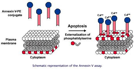 Phospholipid symmetry