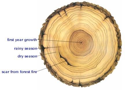 Climate change evidence from tree rings In moderate climates, trees produce one ring of growth every year. The youngest growth is next to the tree bark.