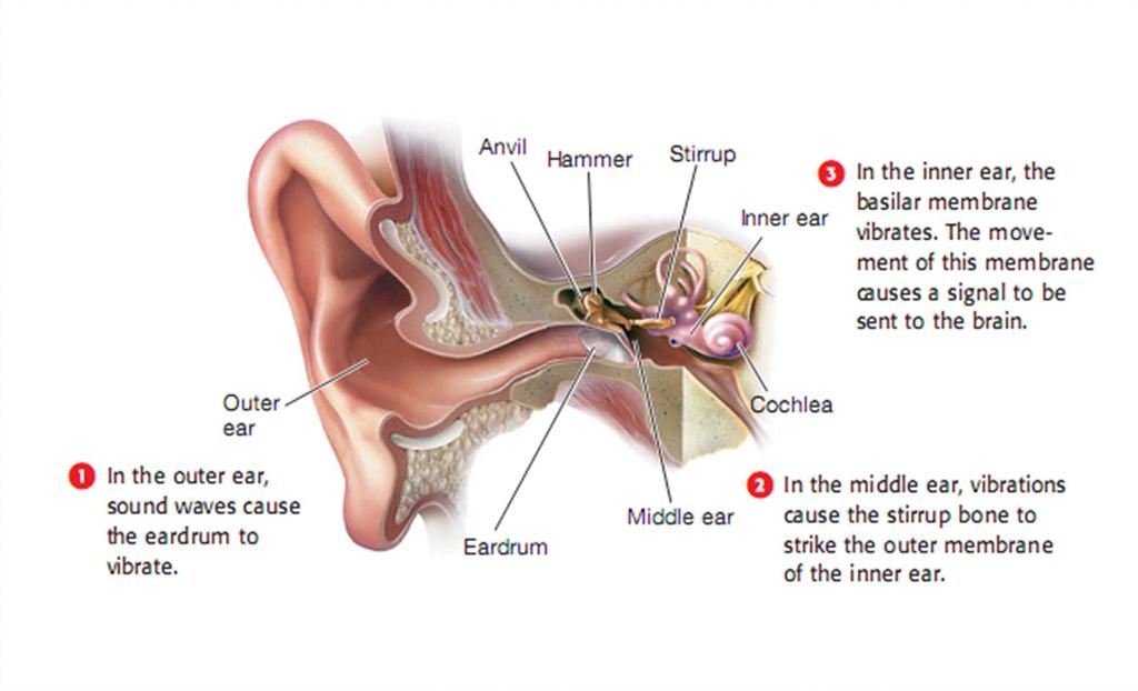 How Our Ears