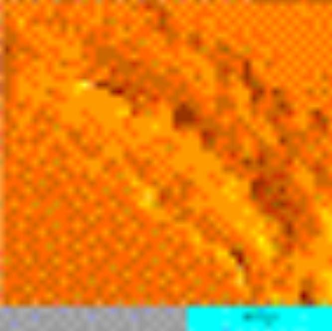 In-situ imaging with AFM Contact AFM (C-AFM) image taken shows the surface of a Rat Basophilic Leukemia -2H3 (RBL-2H3) cell.