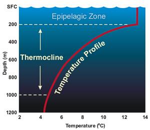 Epipelagic Zone or Mixed Layer winds and currents mix heat evenly most life lives here; only zone for plants makes up 2% of ocean s volume can be 50-100m deep; in some spots 300m