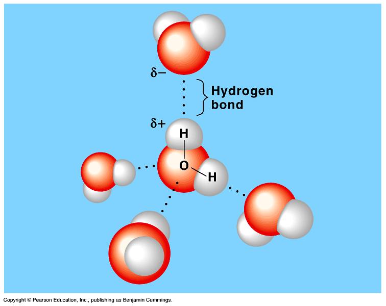 Polarity of Water Water is a polar molecule because of the slight negative charge of oxygen and